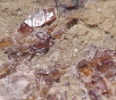 粒硅锰石7511