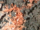 砷铁镁铝钙石5