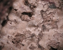 白硼锰石1126