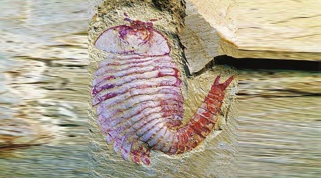 完整的节肢动物抚仙湖虫化石