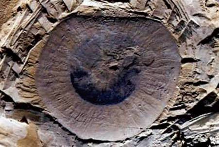 水母化石